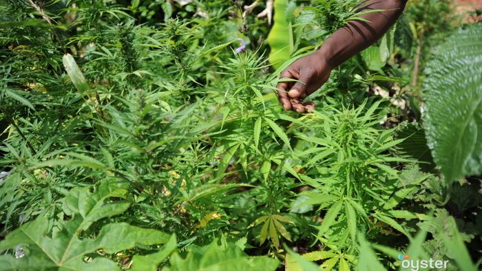 Tra uragani e siccità la Giamaica resta a secco. E senza marijuana precipita anche l'economia
