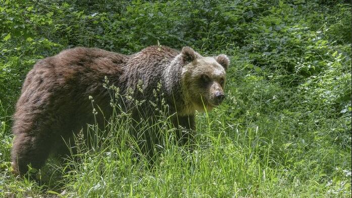 "Catturate l'orsa pericolosa" Ma è scontro con il ministro