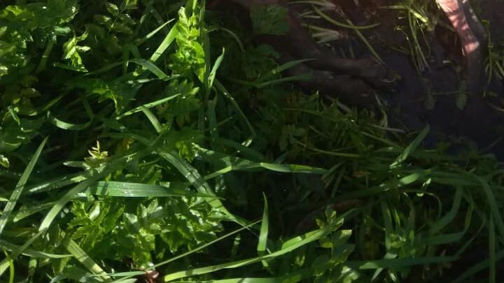 Spara al proprio cane e lo trascina in strada: "Faccio ciò che voglio"