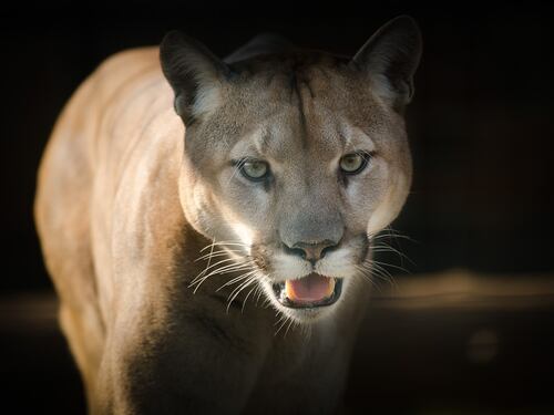 Canada, bambino attaccato da un puma mentre gioca. La madre coraggiosa lo salva