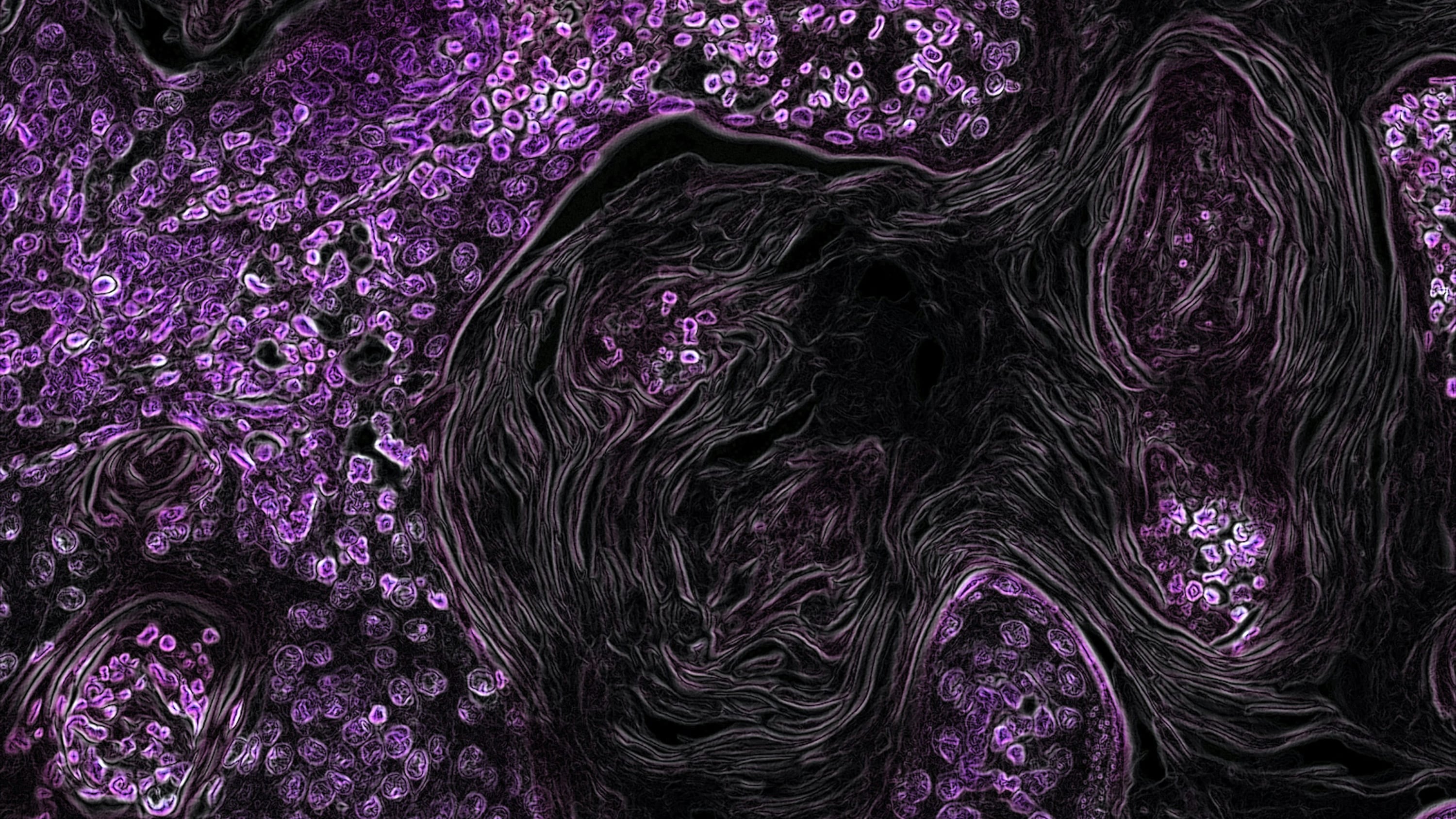 Cellule cancerose "risanate": la tecnica che può cambiare la lotta contro i tumori