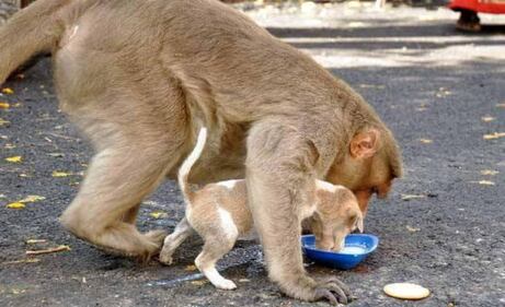 India, il macaco adotta il cagnolino 9