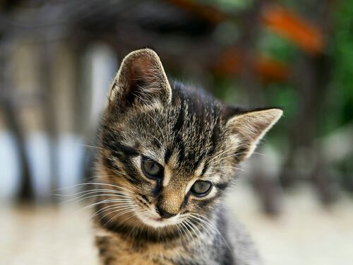 Amare gli animali ci rende più umani