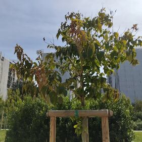 Manutenzione del verde al 'Parco 8 marzo' di Milano 6