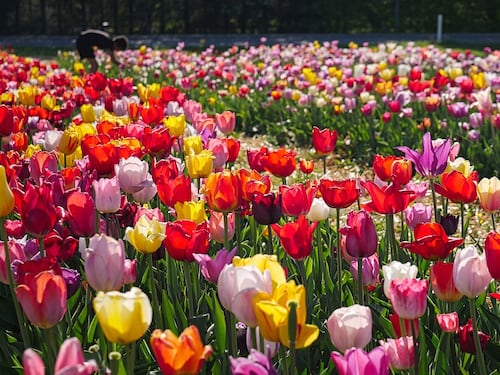Over 60, quali fiori piantare a marzo per un tripudio di colori