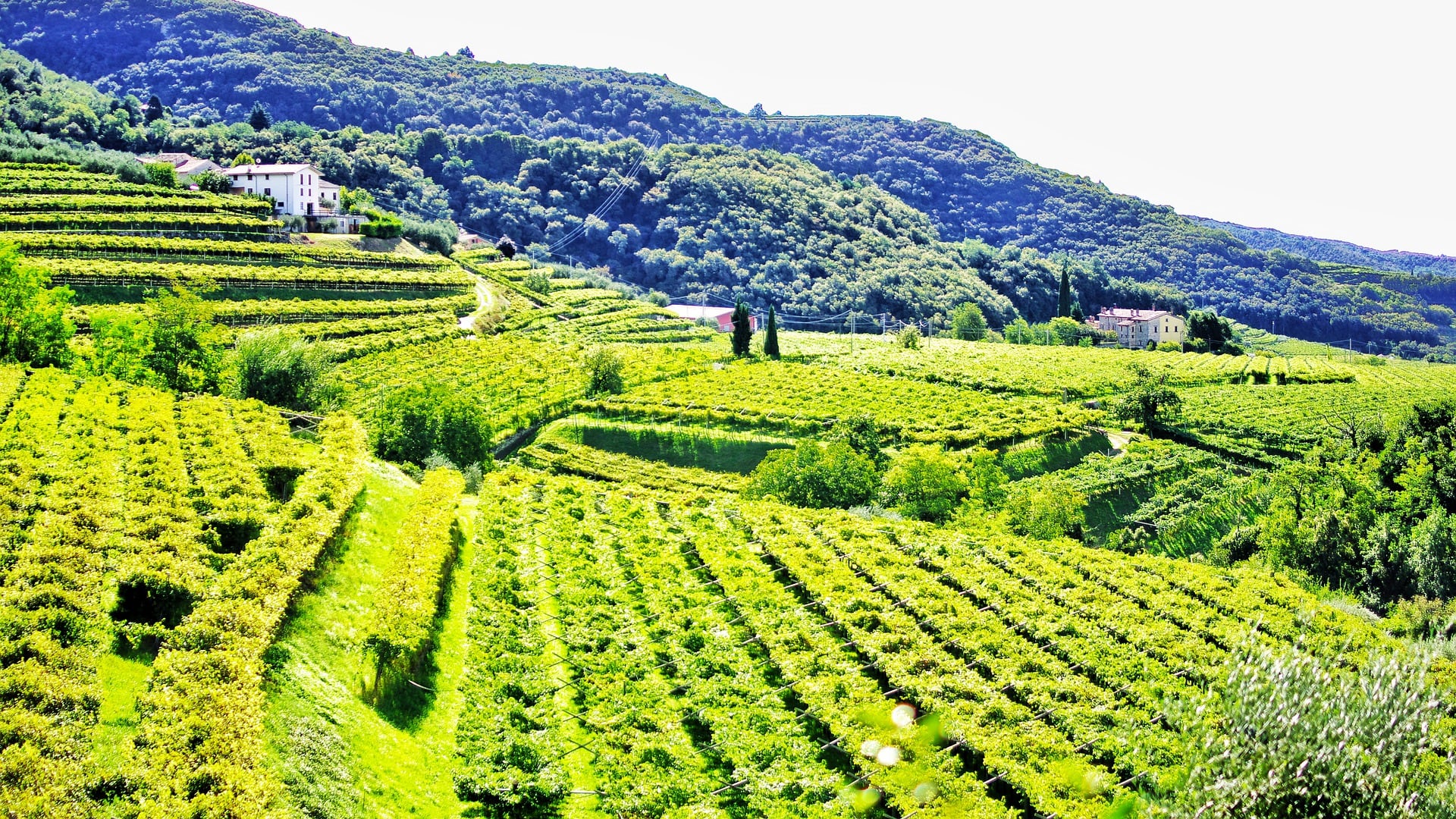 Verona, la città circondata da colline e vigneti
