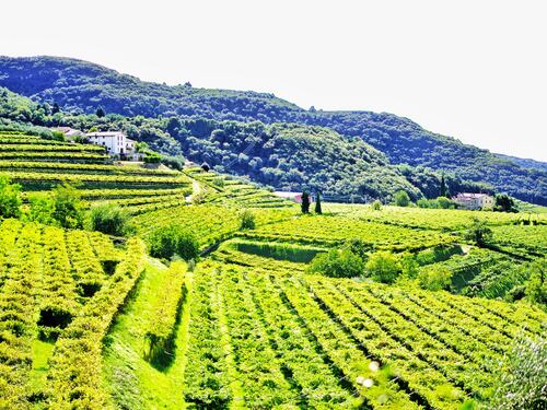 Verona, la città circondata da colline e vigneti