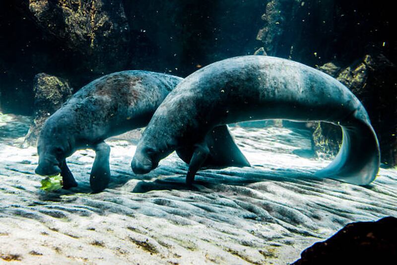 Acquario di Genova