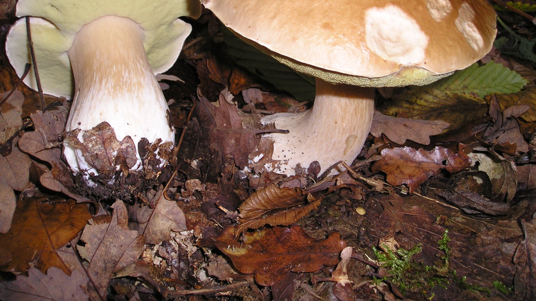 Se in Italia si vendono porcini raccolti da bimbi rom a 2 euro al chilo
