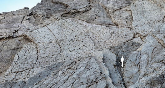 Scoperta al Parco dello Stelvio: orme di Plateosaurus, dinosauro erbivoro 7