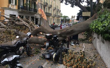 Crolla albero su Aurelia a Sanremo 1