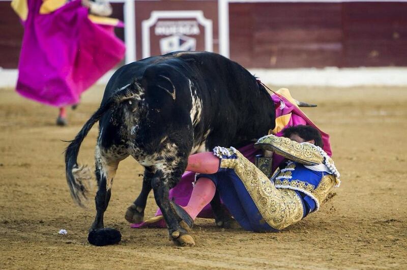 Toro incorna il matador 3