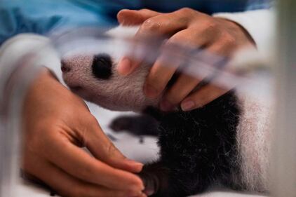 Belgio, i panda gemelli nati al Pairi Daiza 4