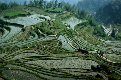 Lo spettacolo dei campi terrazzati in Cina 8