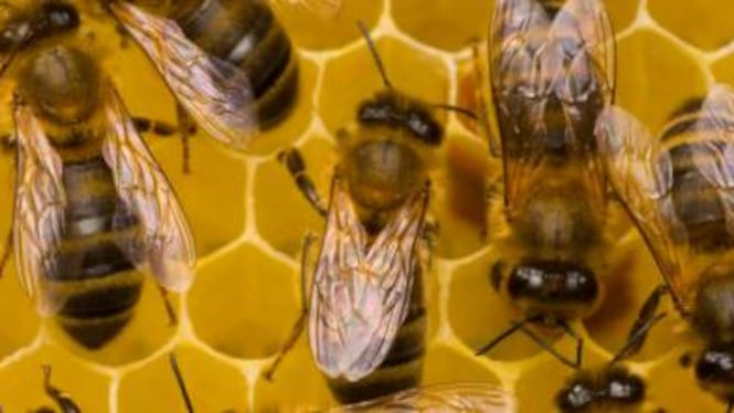 Nel Vibonese, punto da un'ape è in pericolo di vita