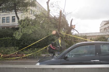 Maltempo Roma, alberi caduti dopo il temporale di ieri 1