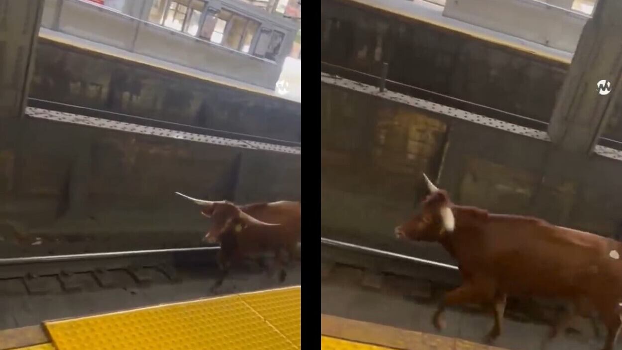 Toro passeggia sui binari della New Jersey Transit, circolazione in tilt: choc negli Usa