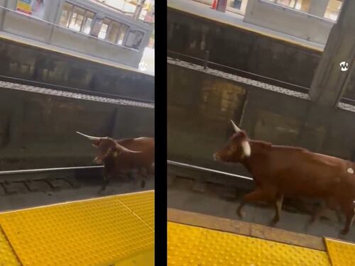 Toro passeggia sui binari della New Jersey Transit, circolazione in tilt: choc negli Usa