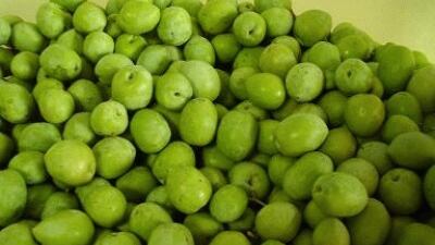 Olive verdi colorate con materiale tossico. Maxisequestro della forestale