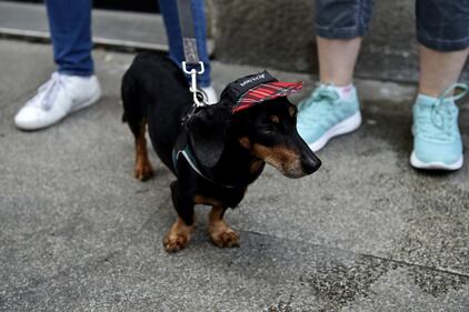La "Sausage Walk" a Milano: sfilano i bassotti 20