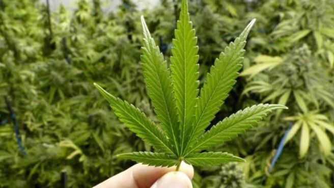 Incassa il reddito di cittadinanza e coltiva marijuana nella casa popolare