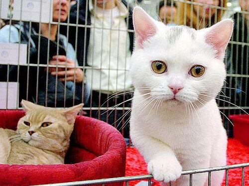 Cani e gatti tassati come lo champagne