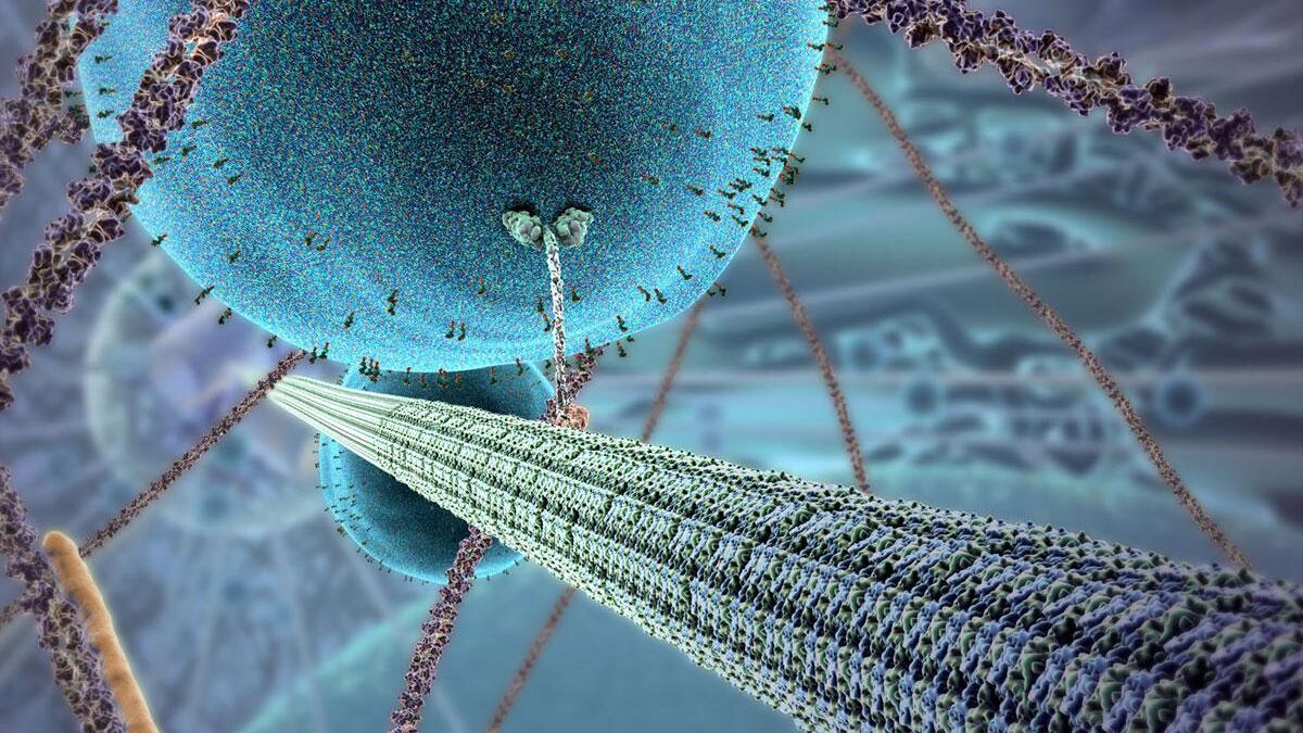 Tumore alla vescica, scoperto l'"interruttore" in una proteina. Cosa cambia