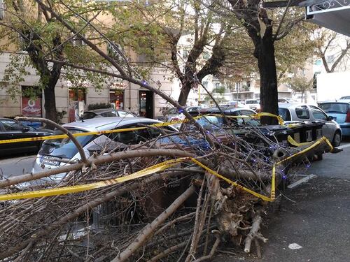 Roma ha un nuovo Spelacchio, ecco l'albero di piazza Vescovio