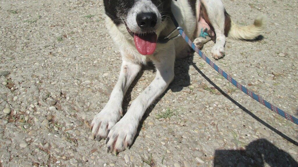 Caserta, lega il cane all'auto e se lo trascina dietro