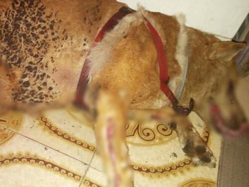 Cane dato alle fiamme a Brindisi: abbaiava troppo