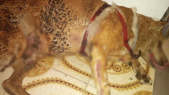 Cane dato alle fiamme a Brindisi: abbaiava troppo