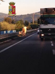 Perugia, toro in strada: statale bloccata 5