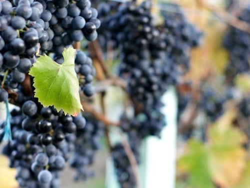 Festa dell’Uva. A Broni degustazioni e musica