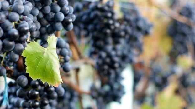 Mezzo secolo di vini in cinque etichette