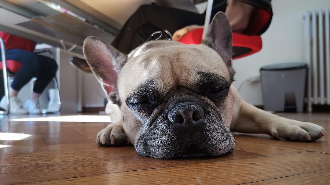 Chiara Ferragni e il compleanno del cane: è polemica sul web