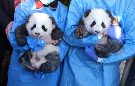 Lo zoo di Berlino presenta due cuccioli di panda giganti "Meng Yuan" e "Meng Xiang" 1