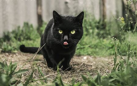 Gatto nero, foto 27