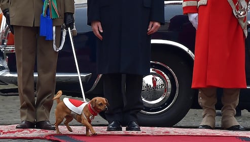 Briciola, la cagnolina che ruba la scena a Mattarella  3