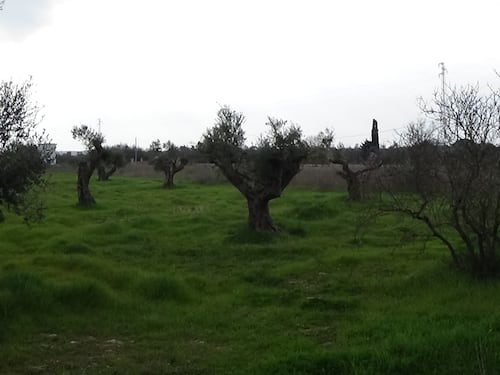 Xylella, Nature bacchetta l'Italia per il batterio che minaccia l'Ue