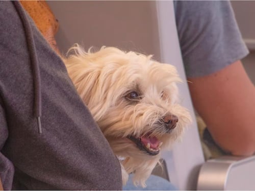 Anche i cani di grossa taglia potranno volare in cabina con ITA Airways: al via dal 3 agosto il nuovo servizio “Large Dog On Board”