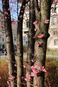 A Milano è primavera in anticipo  1