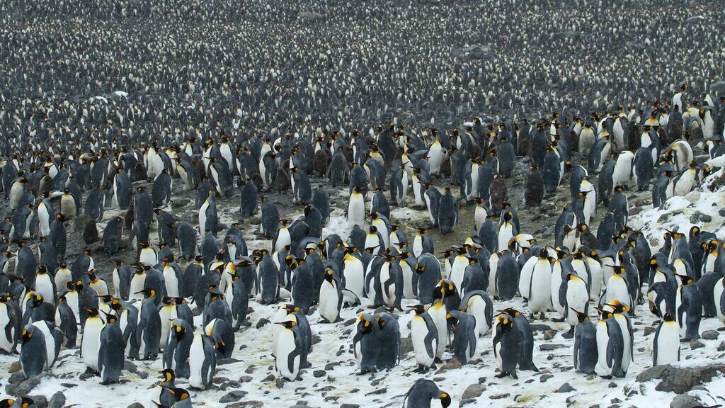 "Sardine", arrivano i "pinguini" per mangiarle: è già boom di adesioni