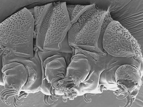 I tardigradi tatuati ci faranno vivere più a lungo. Ecco perché