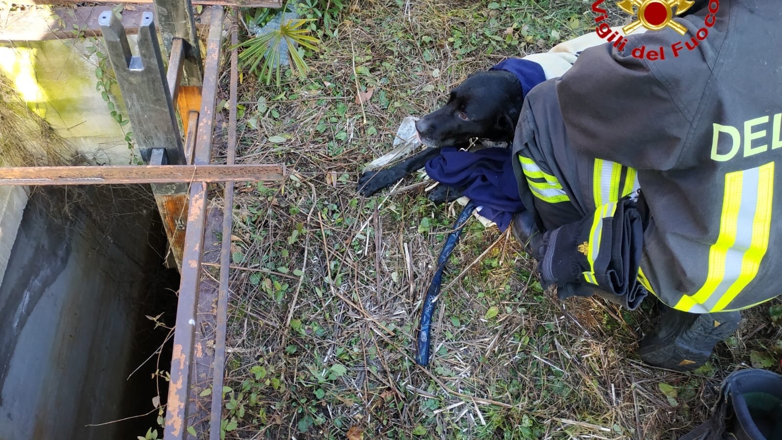 Il cane finisce nell'acqua gelida: i vigili del fuoco lo salvano