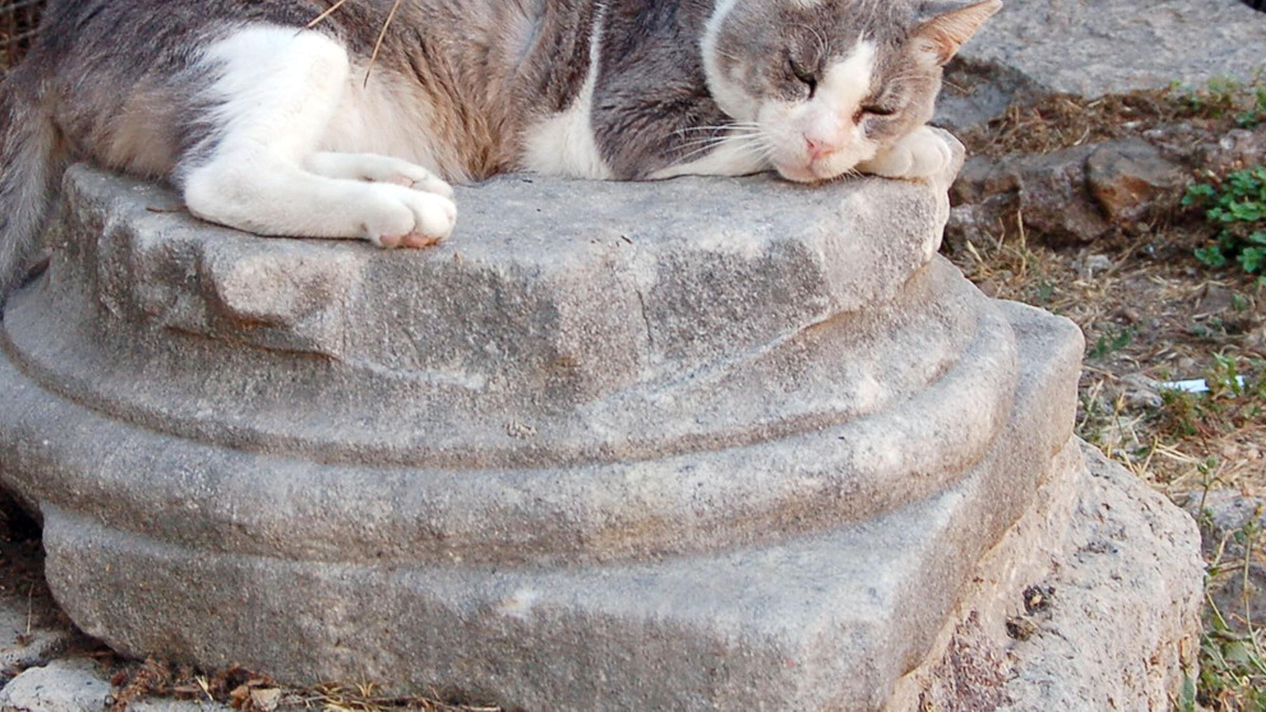 il casoBenvenuti cani e gatti Potranno farsi la cuccia tra gli scavi di Pompei 250