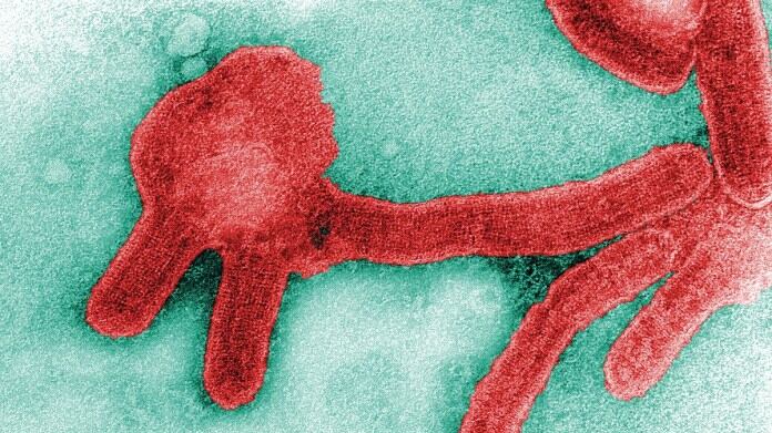 Gli Usa vogliono il vaccino per il virus Marburg, variante letale dell'Ebola