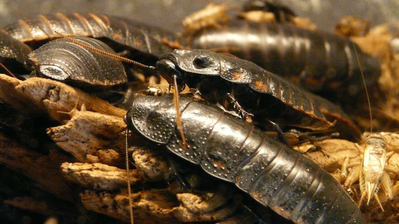 Blatte e Scorpioni: ecco il regalo di San Valentino dello Zoo di San Francisco