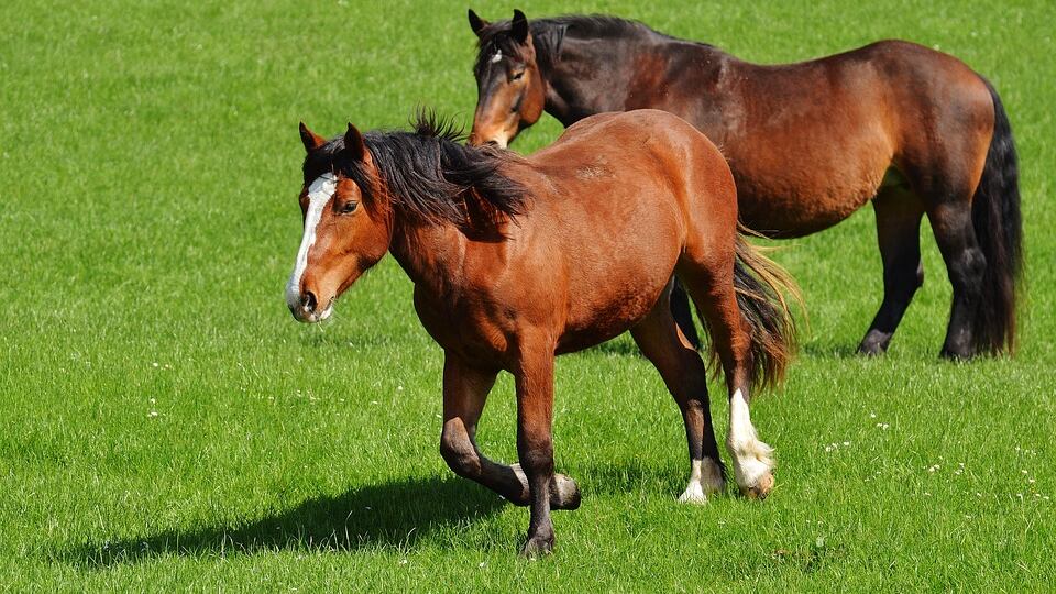 Lega del Cane e Progetto Islander: “Nessuna tutela per i cavalli di Agropoli”