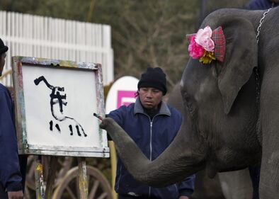 Yumeka, l'elefante pittore 1