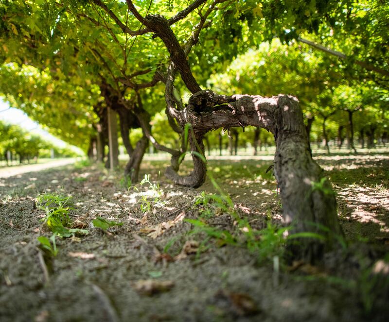 Roeno, le vigne prefillossera